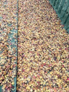 autumnleaves