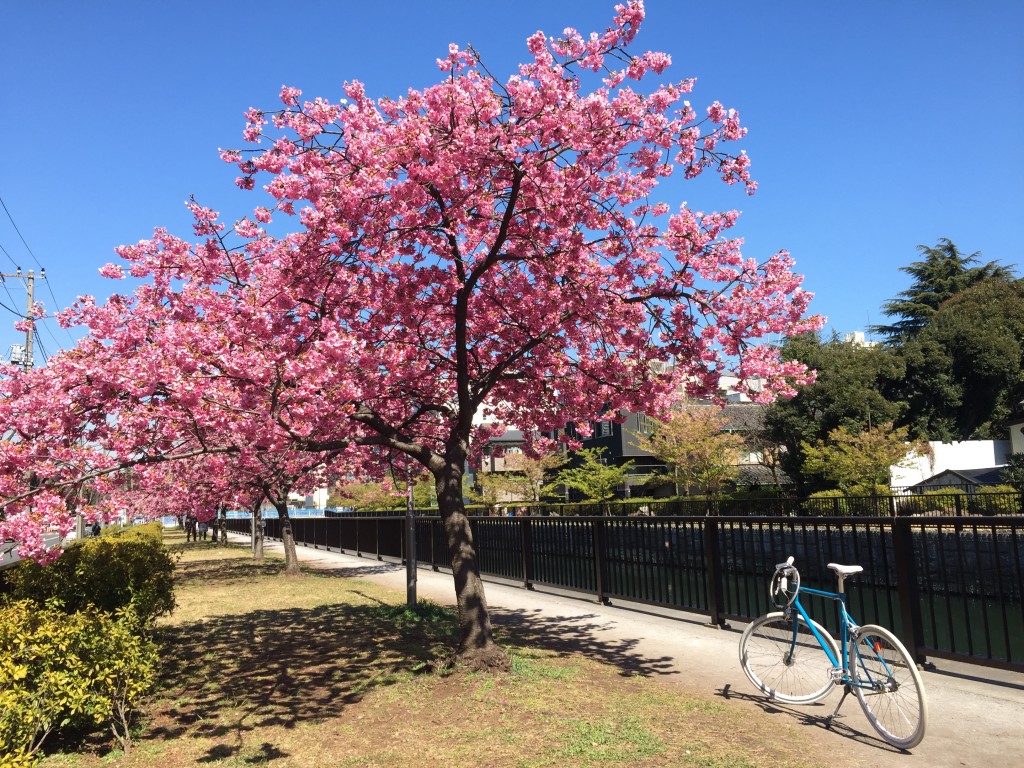 2017cherry blossoms