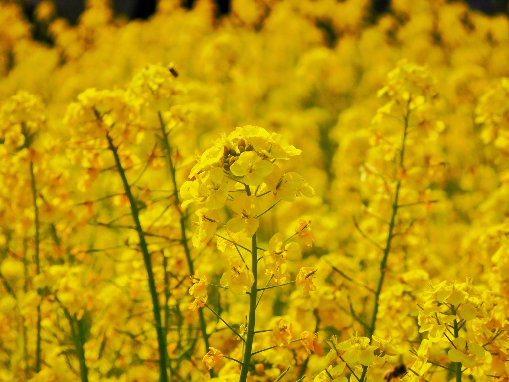 2017canola flower