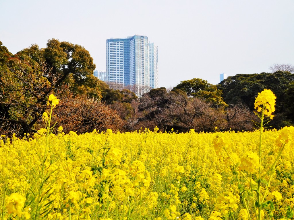 2017canola flower