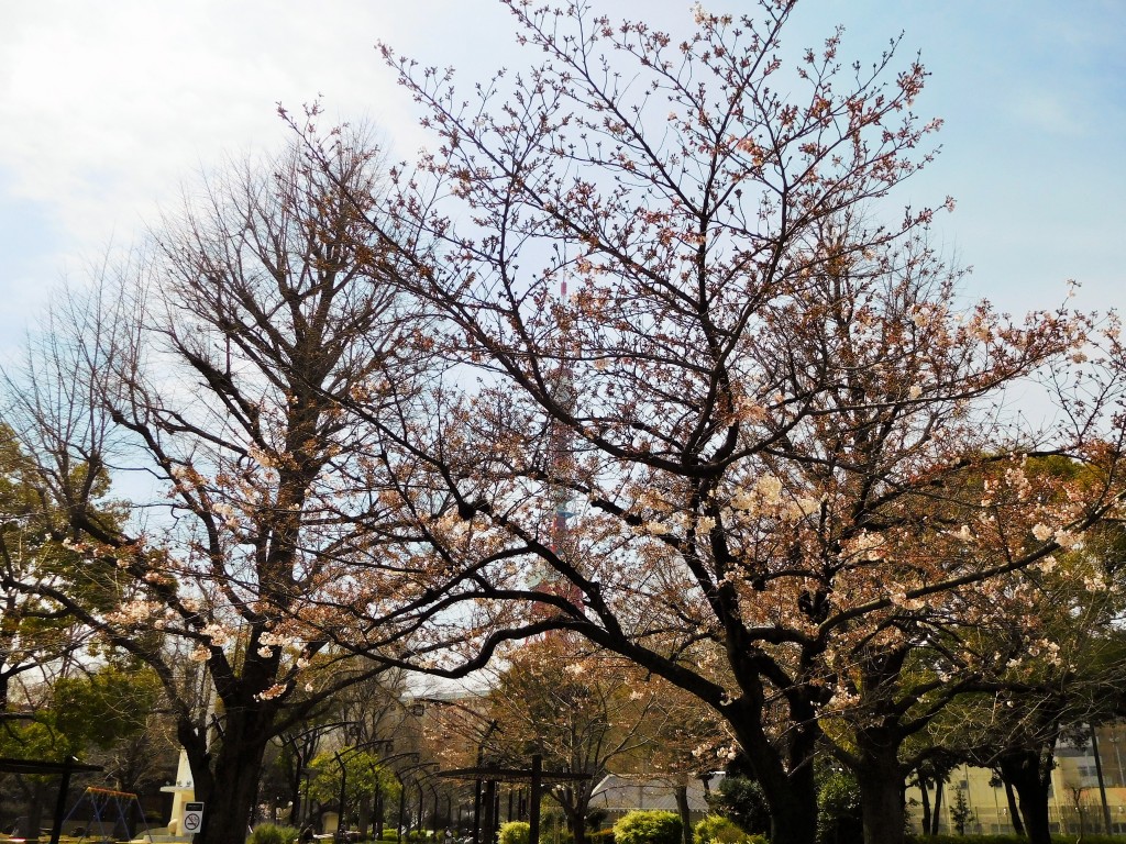 sakura