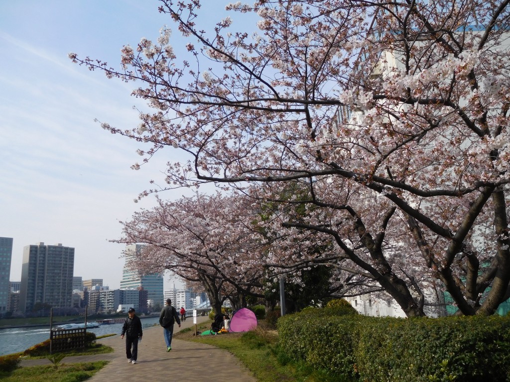 sakura