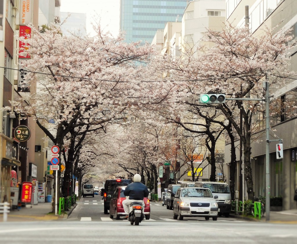 sakura