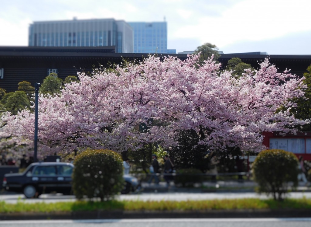 sakura