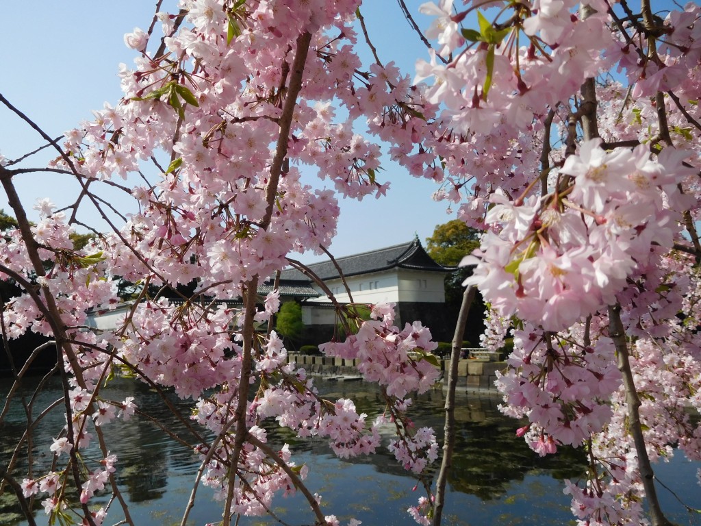 sakura