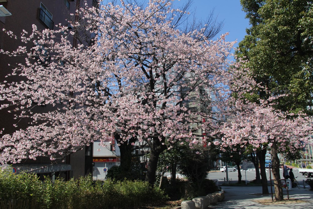 cherry blossoms