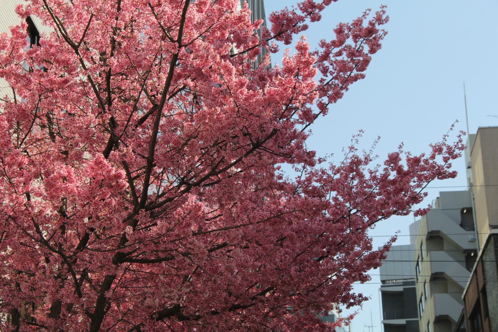 cherry blossoms