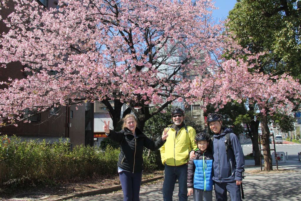 cherry blossoms