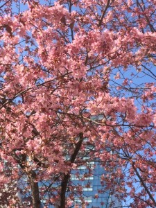 cherry blossoms