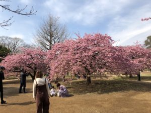 cherry blossoms tokyo bike tour