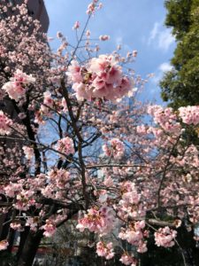 cherry blossom tokyo bike tour