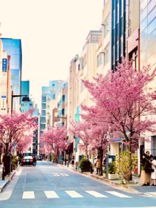 cherry blossom tokyo bike tour