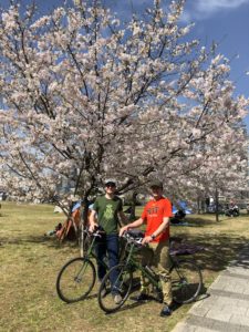 cherry blossom tokyo bike tour