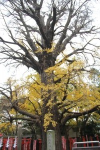 Zoshigaya Ginkgo tree Tokyo Cycling Tour