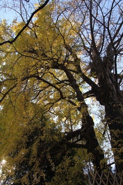 Gingko tree at Oji shrine