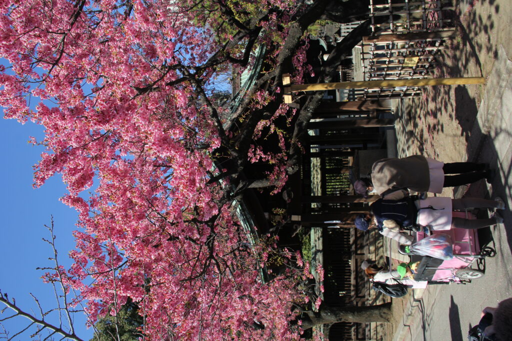 cherry blossoms in Tokyo